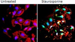 Caspase 9 (Cleaved Asp315) Antibody in Immunocytochemistry (ICC/IF)