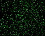 Connexin 26 Antibody in Immunohistochemistry (IHC)