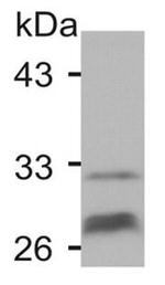 Connexin 32 Antibody in Western Blot (WB)