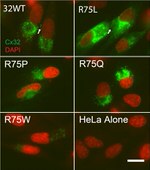 Connexin 32 Antibody in Immunocytochemistry (ICC/IF)