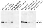 Connexin 36 Antibody in Immunoprecipitation (IP)