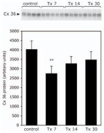 Connexin 36 Antibody in Immunoprecipitation (IP)