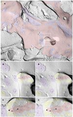 Connexin 36 Antibody in Immunomicroscopy (IM)