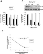 Connexin 40 Antibody in Western Blot (WB)