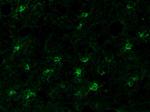 Connexin 47 Antibody in Immunohistochemistry (IHC)