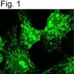 alpha COP Antibody in Immunocytochemistry (ICC/IF)