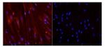 Myogenin Antibody in Immunocytochemistry (ICC/IF)