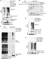 Cullin 1 Antibody in Western Blot (WB)