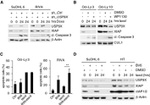 Cullin 1 Antibody in Western Blot (WB)