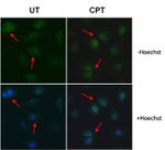 Cyclin A2 Antibody in Immunocytochemistry (ICC/IF)