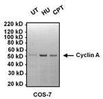 Cyclin A2 Antibody in Western Blot (WB)