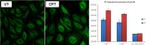 Cyclin B1 Antibody in Immunocytochemistry (ICC/IF)