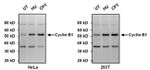 Cyclin B1 Antibody in Western Blot (WB)