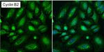 Cyclin B2 Antibody in Immunocytochemistry (ICC/IF)