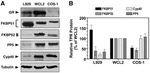 Cyclophilin 40 Antibody in Western Blot (WB)