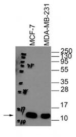 Cytochrome C Antibody in Western Blot (WB)