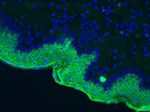 Cytokeratin 10 Antibody in Immunohistochemistry (Frozen) (IHC (F))