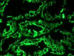 Cytokeratin 18 Antibody in Immunohistochemistry (Frozen) (IHC (F))