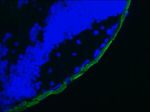 Cytokeratin 19 Antibody in Immunohistochemistry (Frozen) (IHC (F))