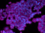 Cytokeratin Pan Antibody in Immunocytochemistry (ICC/IF)