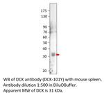 DCK Antibody in Western Blot (WB)