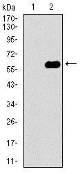 Dynactin 4 Antibody in Western Blot (WB)