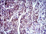 Doublecortin Antibody in Immunohistochemistry (Paraffin) (IHC (P))