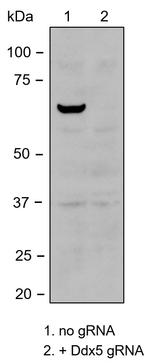 DDX5 Antibody