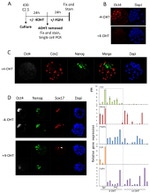 Nanog Antibody in Immunohistochemistry (IHC)