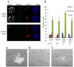 Nanog Antibody in Immunohistochemistry (IHC)