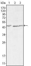 DKK3 Antibody in Western Blot (WB)