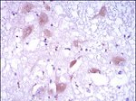 DKK3 Antibody in Immunohistochemistry (Paraffin) (IHC (P))