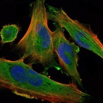 DLK1 Antibody in Immunocytochemistry (ICC/IF)