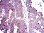 DLL4 Antibody in Immunohistochemistry (Paraffin) (IHC (P))