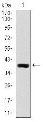 DLL4 Antibody in Western Blot (WB)