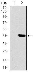 DLL4 Antibody in Western Blot (WB)