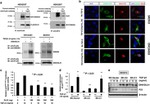 DLX1 Antibody in Western Blot (WB)