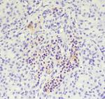 DNAH12 Antibody in Immunohistochemistry (IHC)