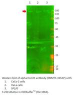 DNMT1 Antibody in Western Blot (WB)