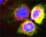 MPO Antibody in Immunocytochemistry (ICC/IF)