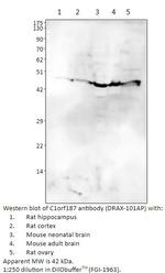 C1orf187 Antibody in Western Blot (WB)