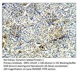 DRP1 Antibody in Immunohistochemistry (IHC)