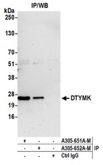 DTYMK Antibody in Immunoprecipitation (IP)