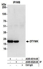 DTYMK Antibody in Western Blot (WB)