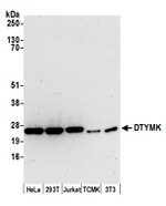 DTYMK Antibody in Western Blot (WB)