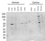 dcr-1 Antibody in Western Blot (WB)