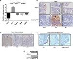 Decorin Antibody in Immunohistochemistry (IHC)