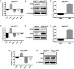 Decorin Antibody in Western Blot (WB)