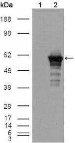 Desmin Antibody in Western Blot (WB)