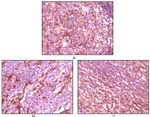 Dynamin 1 Antibody in Immunohistochemistry (Paraffin) (IHC (P))